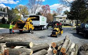 Best Stump Grinding and Removal  in Monte Vista, CO