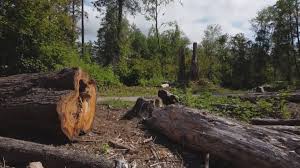 How Our Tree Care Process Works  in  Monte Vista, CO