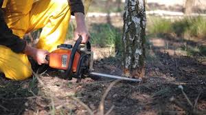 Best Tree Trimming and Pruning  in Monte Vista, CO