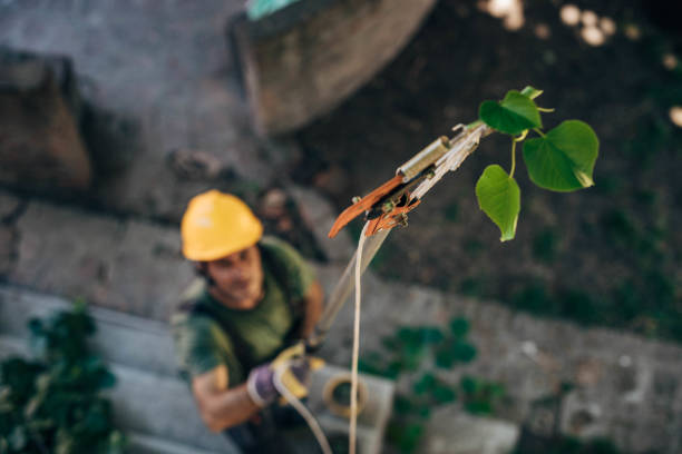 Best Root Management and Removal  in Monte Vista, CO