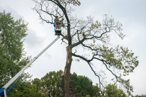 How Our Tree Care Process Works  in  Monte Vista, CO