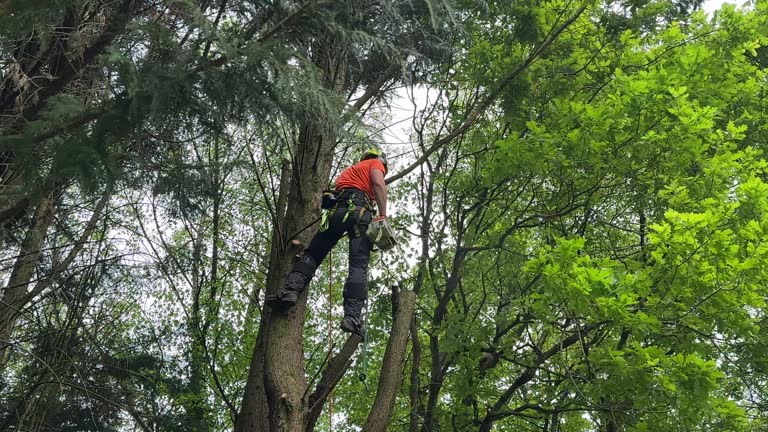 How Our Tree Care Process Works  in  Monte Vista, CO