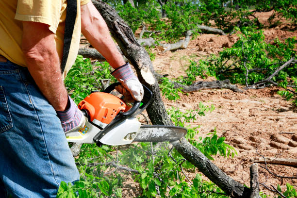 Best Palm Tree Trimming  in Monte Vista, CO
